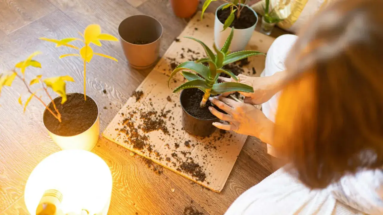 Dłonie przesadzają aloes do nowej doniczki, rozsypując ziemię. Obok rośnie żółta roślinka.