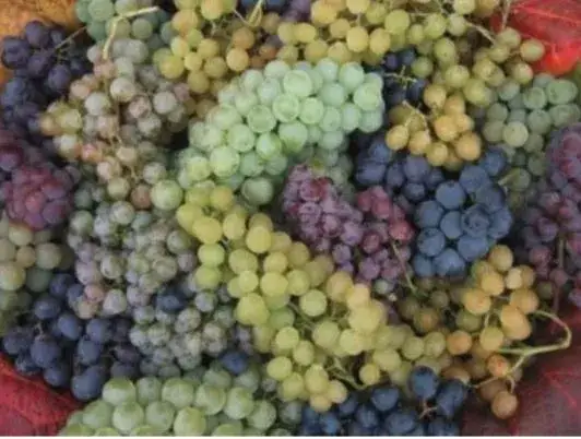 winorośl w polskiej winnicy, odporne odmiany winogron