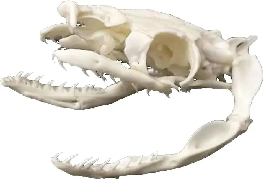 kinetyczna czaszka węża schemat