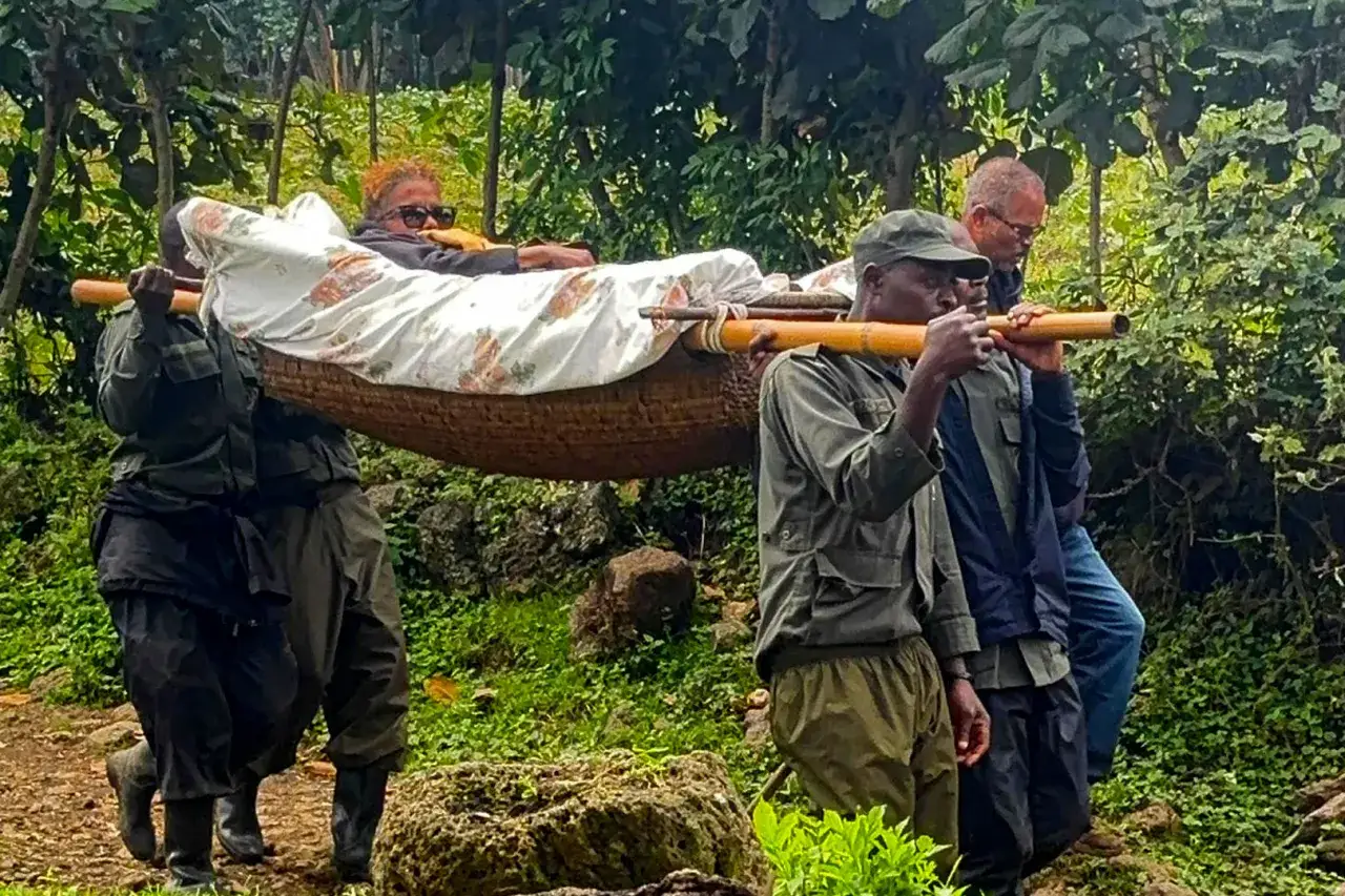 Ludzie niosą na noszach turystkę przez gęsty las w Afryce, w pobliżu wulkanu.