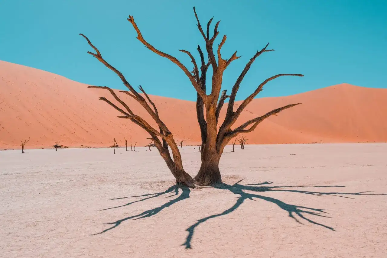 Suche po pustyni w Namibii, gdzie martwe drzewa stoją na białej solnej równinie. Czy Namibia jest bezpieczna? Tak, to bezpieczne miejsce do zwiedzania.