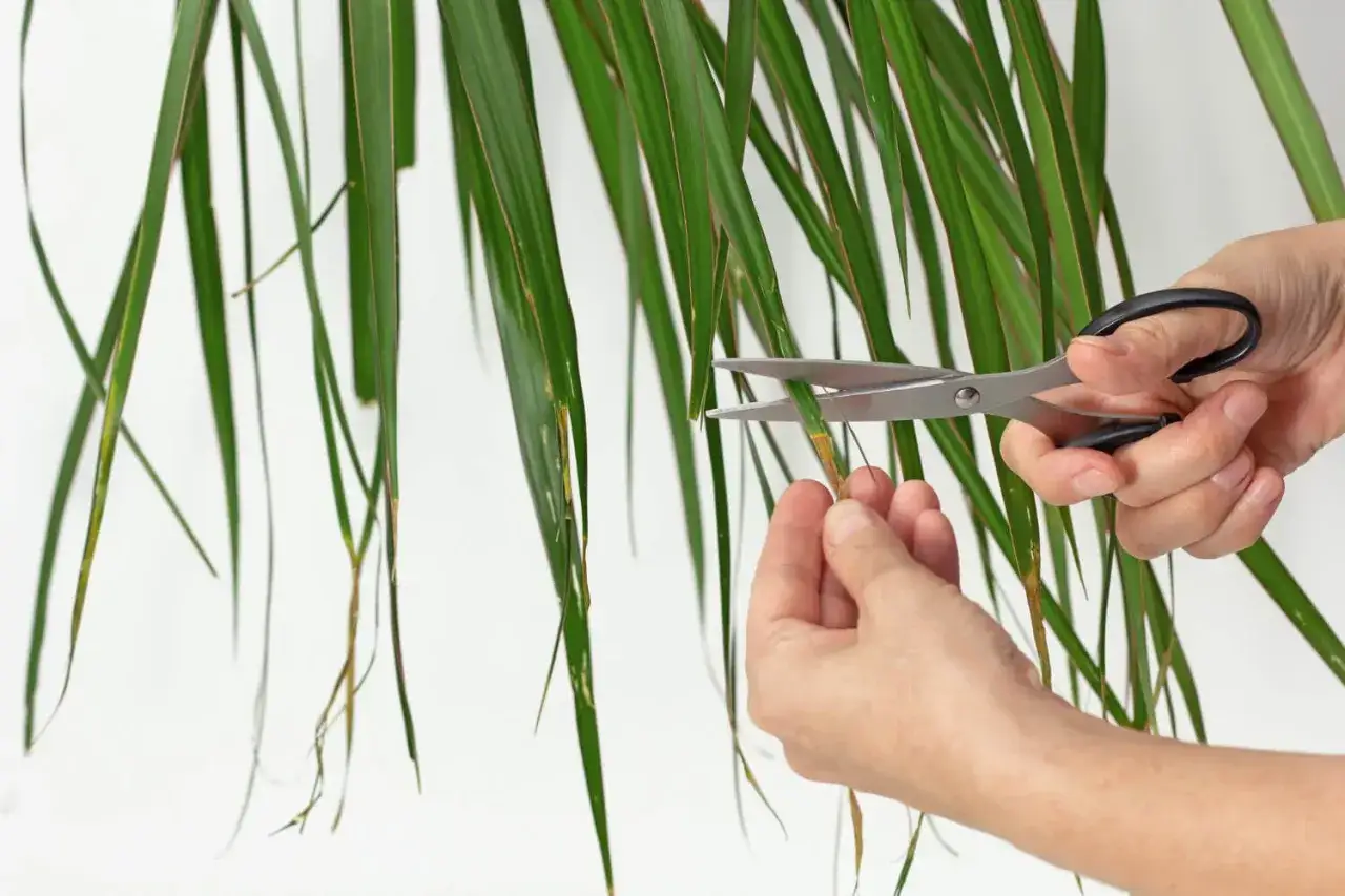 Przycinanie draceny schemat cięcia