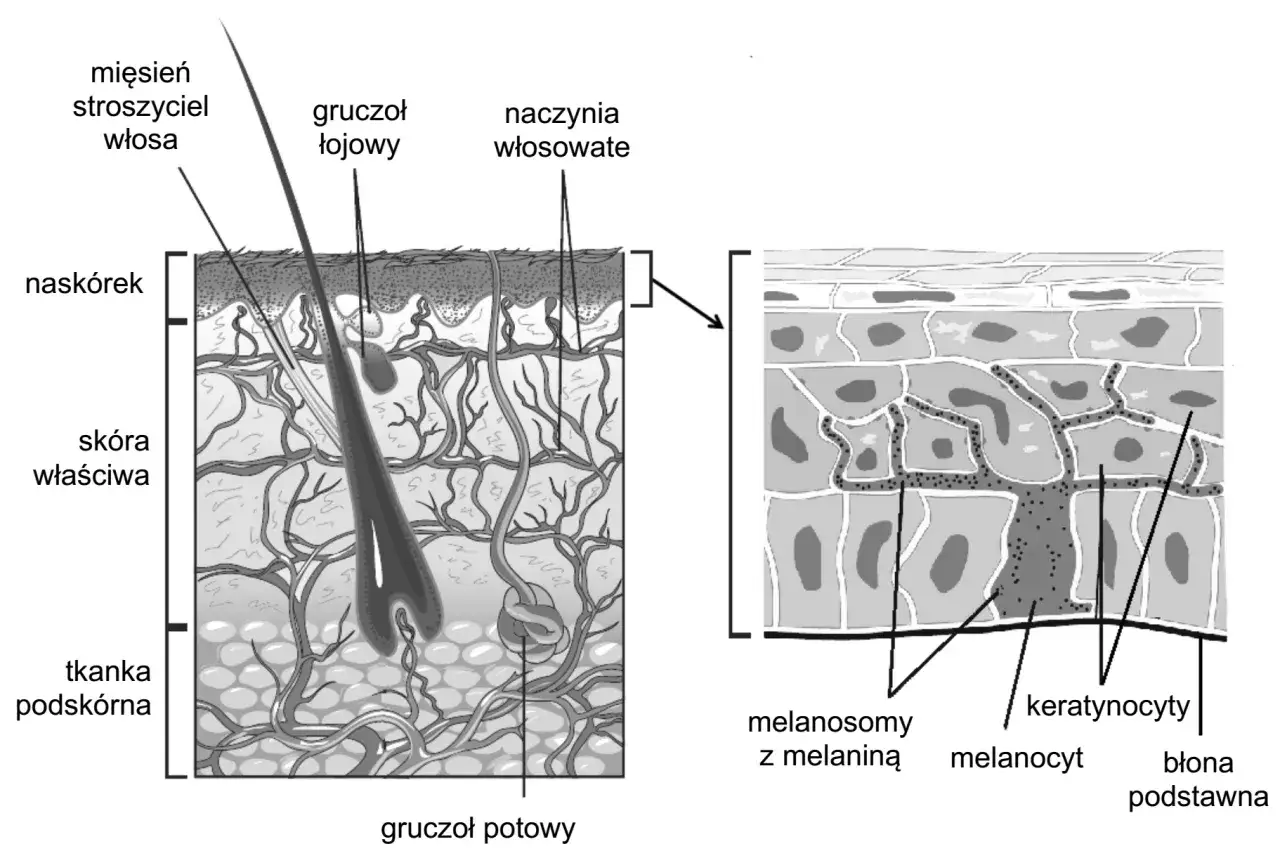 Budowa gruczołu potowego i proces pocenia się