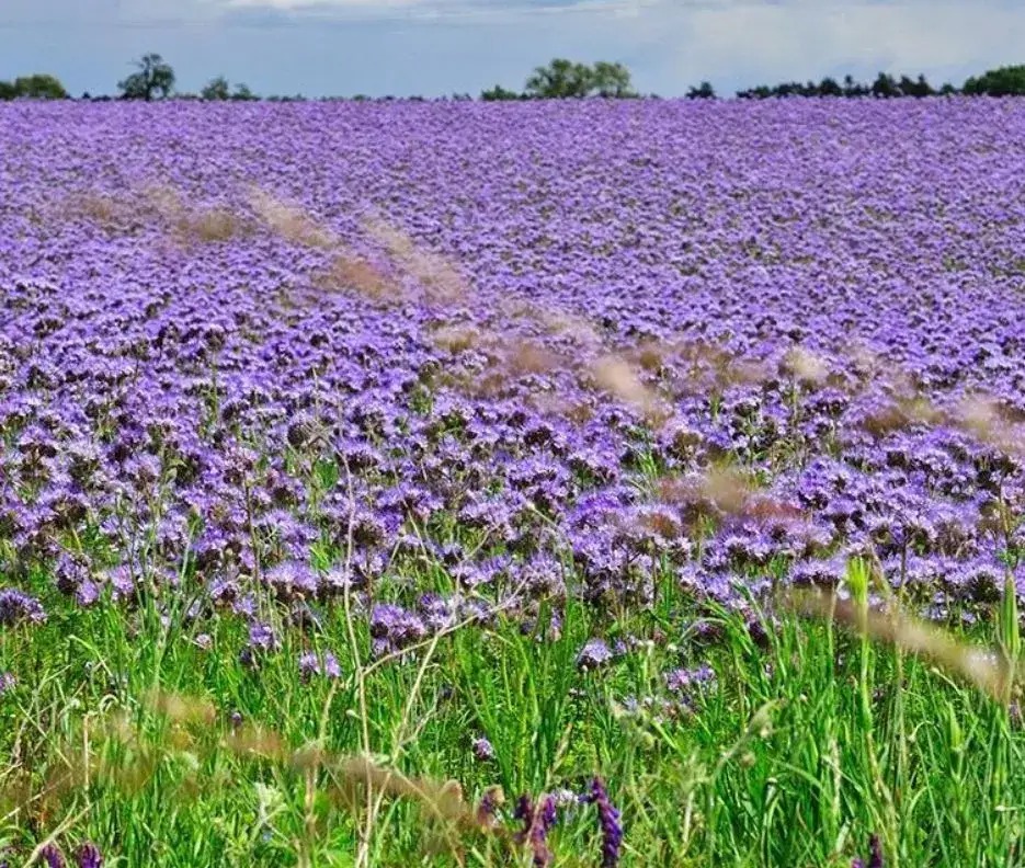 Facelia błękitna kwitnąca pole