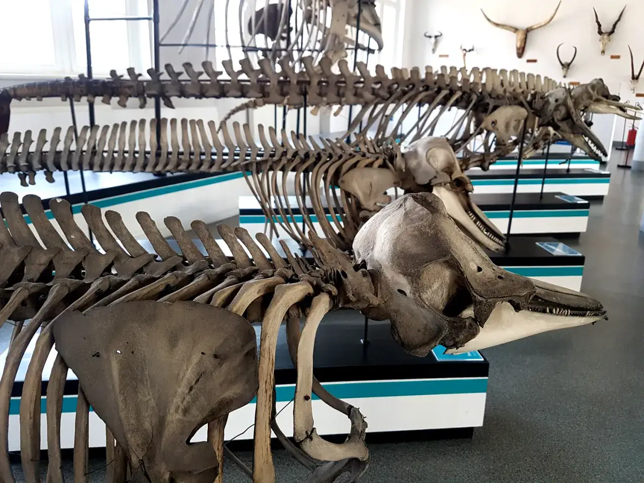 Szkielety wielorybów w muzeum historii naturalnej Wrocław. Długie kości i czaszki tworzą fascynujący widok.