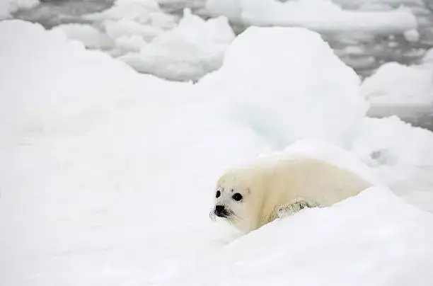 Foka grenlandzka na lodzie Morza Białego