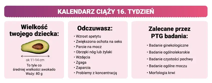 16 tydzień ciąży rozmiar dziecka awokado