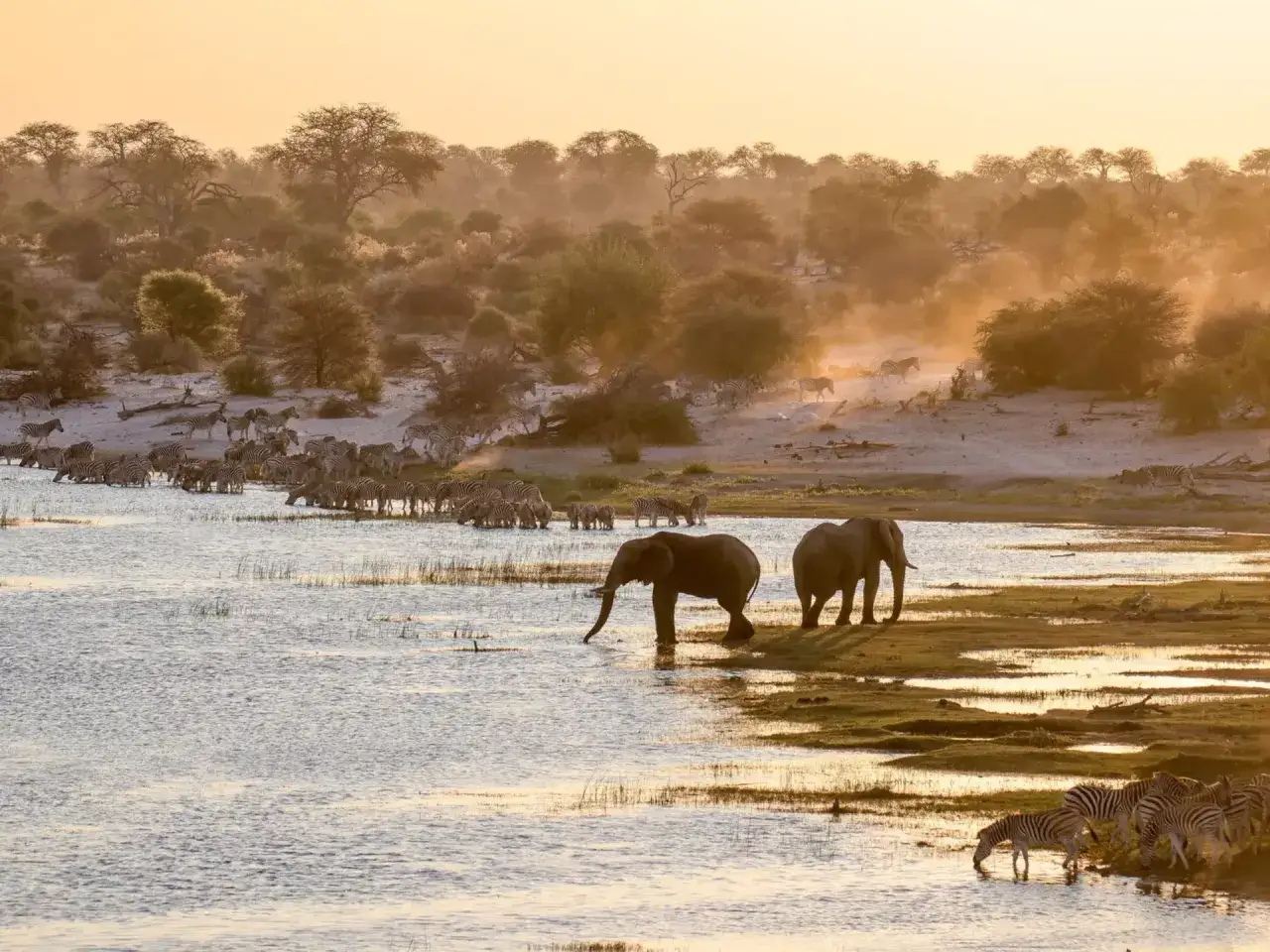 Słoń i stado zebr piją wodę nad rzeką podczas zachodu słońca. Niezapomniany widok z botswana safari.