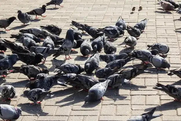 gołębie jedzące ziarna