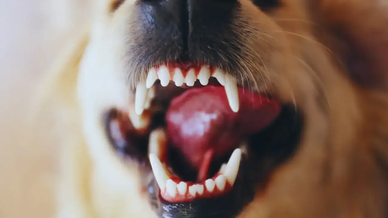 Pies z otwartym pyskiem, widać ostre zęby i czerwony język. Czasem zdarza się piana z pyska u psa, gdy jest bardzo podekscytowany.