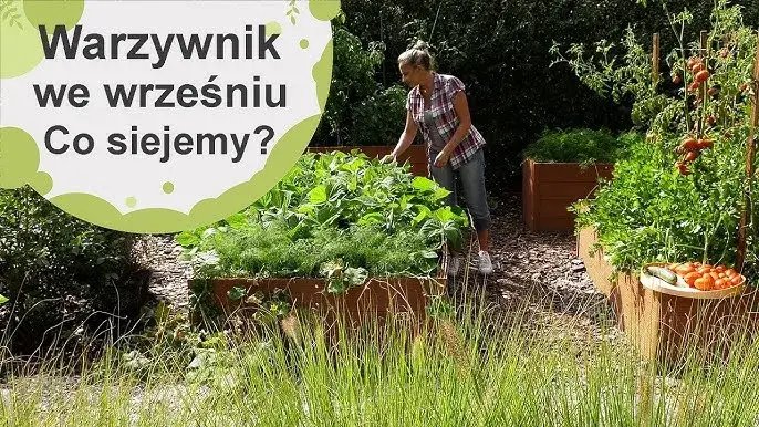 Zdjęcie Co siać we wrześniu, aby uniknąć nieudanych plonów przed zimą