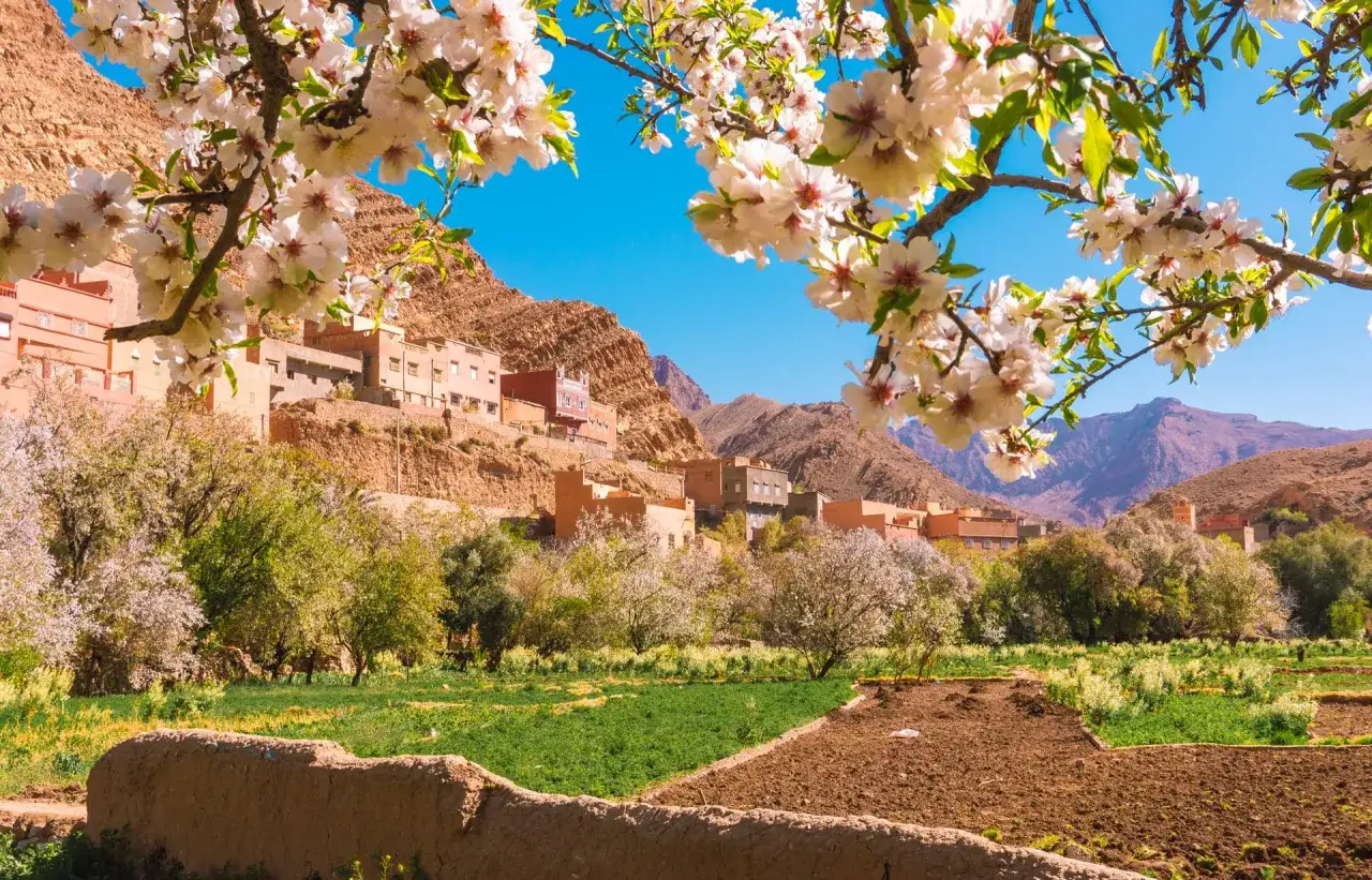 Wiosna w Maroku: kwitnące drzewa migdałowe nad doliną z tradycyjnymi domami i polami. Idealne miejsce, by zobaczyć piękno natury.
