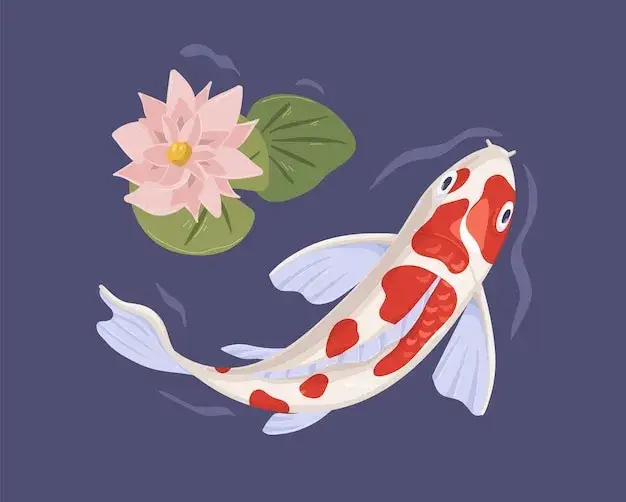 Japoński karp koi pływający w stawie