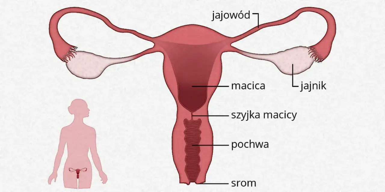 Układ rozrodczy kobiety owulacja schemat