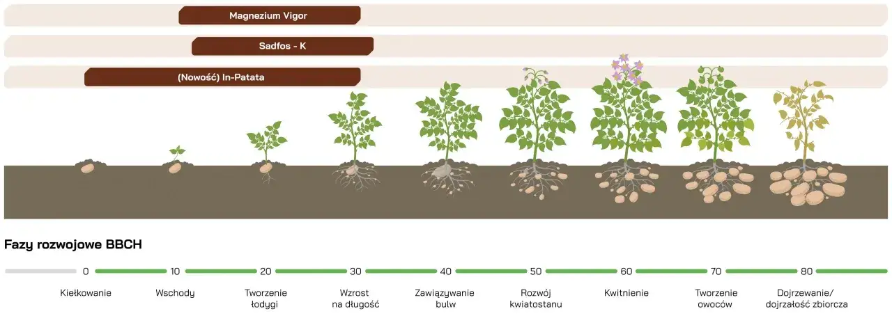 etapy rozwoju soi, fazy wzrostu soi, kwitnienie soi BBCH