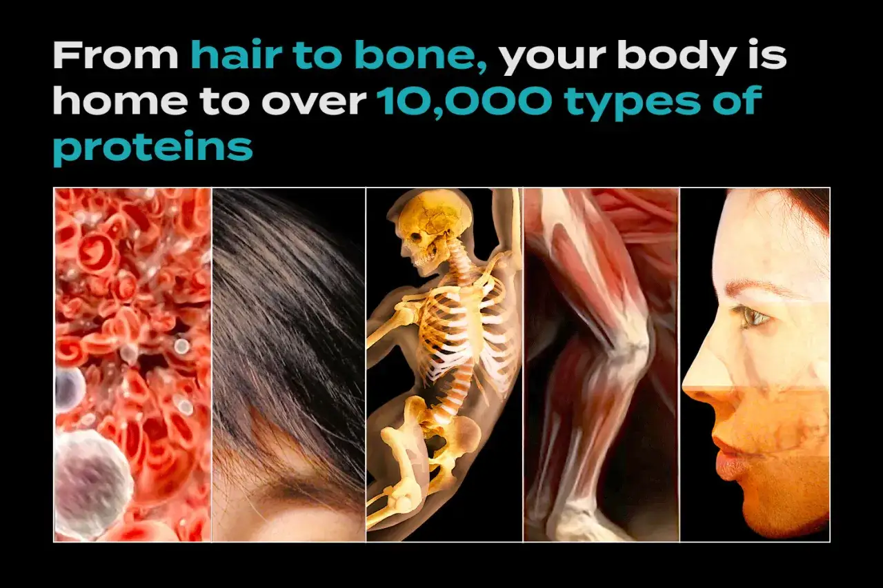 Od włos&oacute;w po kości, białko jest kluczowe dla budowy i funkcjonowania organizmu, od kom&oacute;rek krwi po mięśnie i twarz.