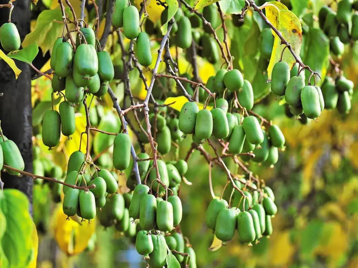Gdzie rośnie kiwi? Na gałęziach zwisają liczne, zielone owoce aktinidii, przypominające małe kiwi.