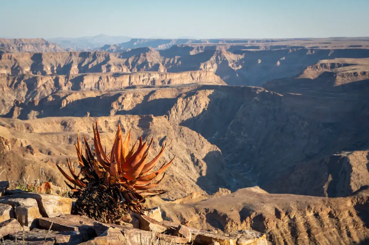 Suchy kaktus na skale z widokiem na kanion rzeki, gdzie można by łowić ryby.