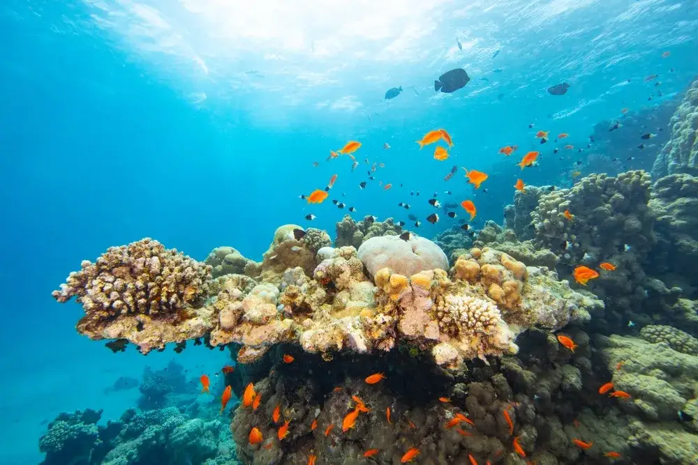 Piaszczysta plaża Marsa Alam rafa koralowa