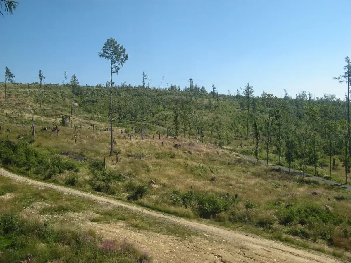 Krajobraz po wichurze, która przeszła przez Tatry. Widać powalone drzewa i młode odrosty.