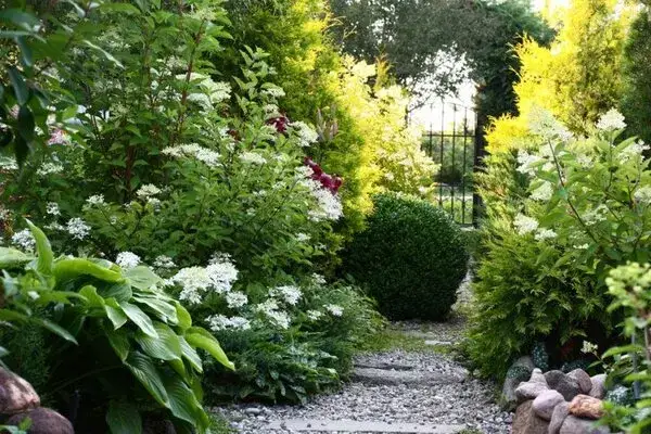 Niewymagające krzewy ozdobne na działkę rekreacyjną