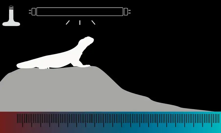 schemat prawidłowego montażu oświetlenia UVB w terrarium