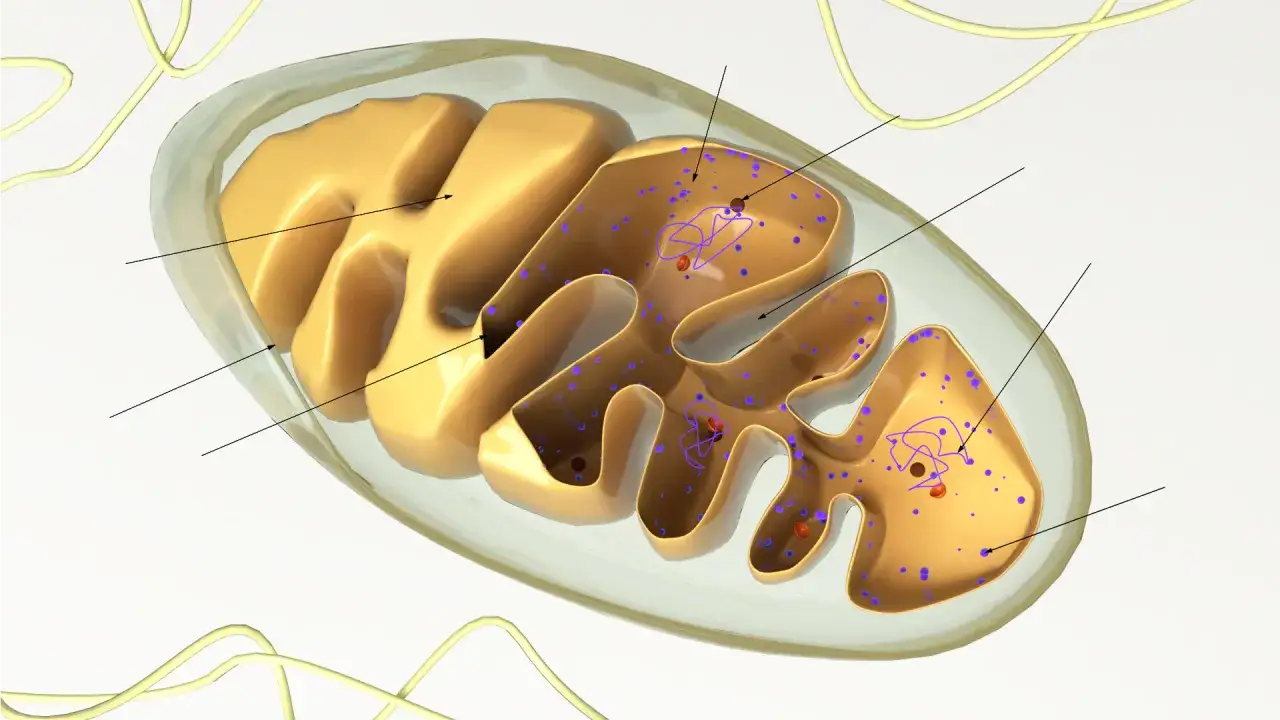 Schemat budowy mitochondrium z opisem