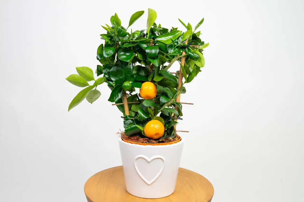 mandarynka z owocami w doniczce