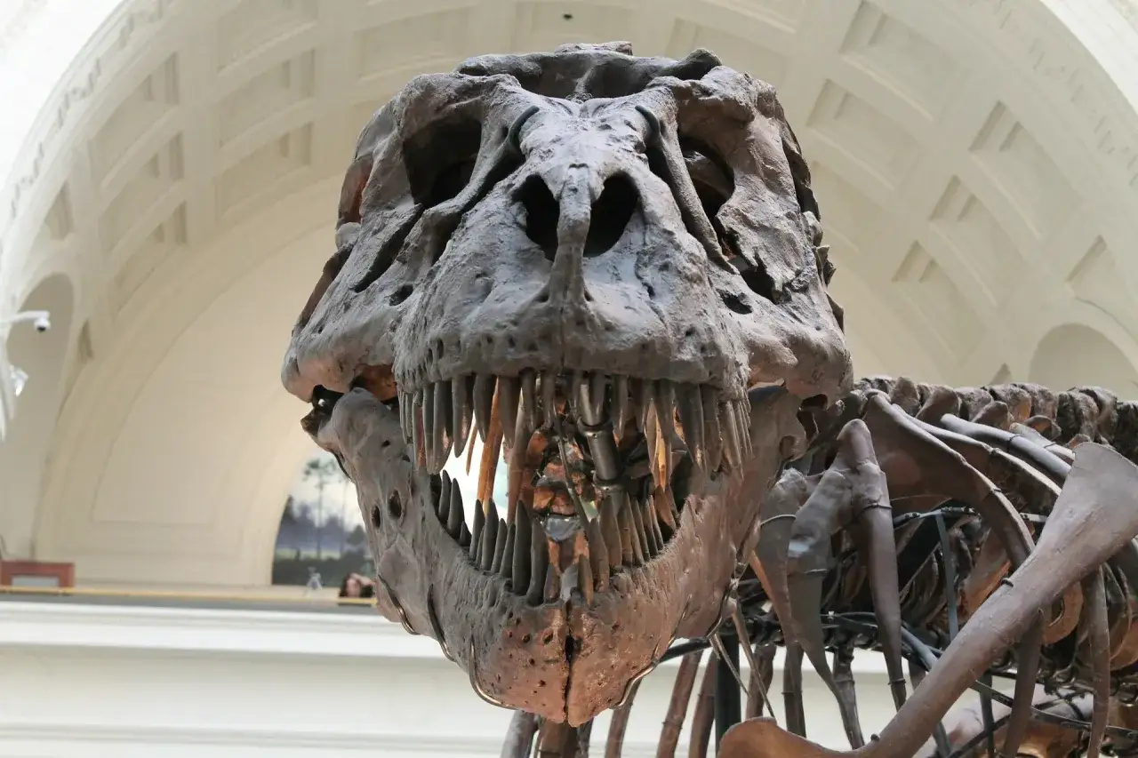 Szkielet tyranozaura w berlińskim muzeum natury. Potężna czaszka z ostrymi zębami budzi grozę.