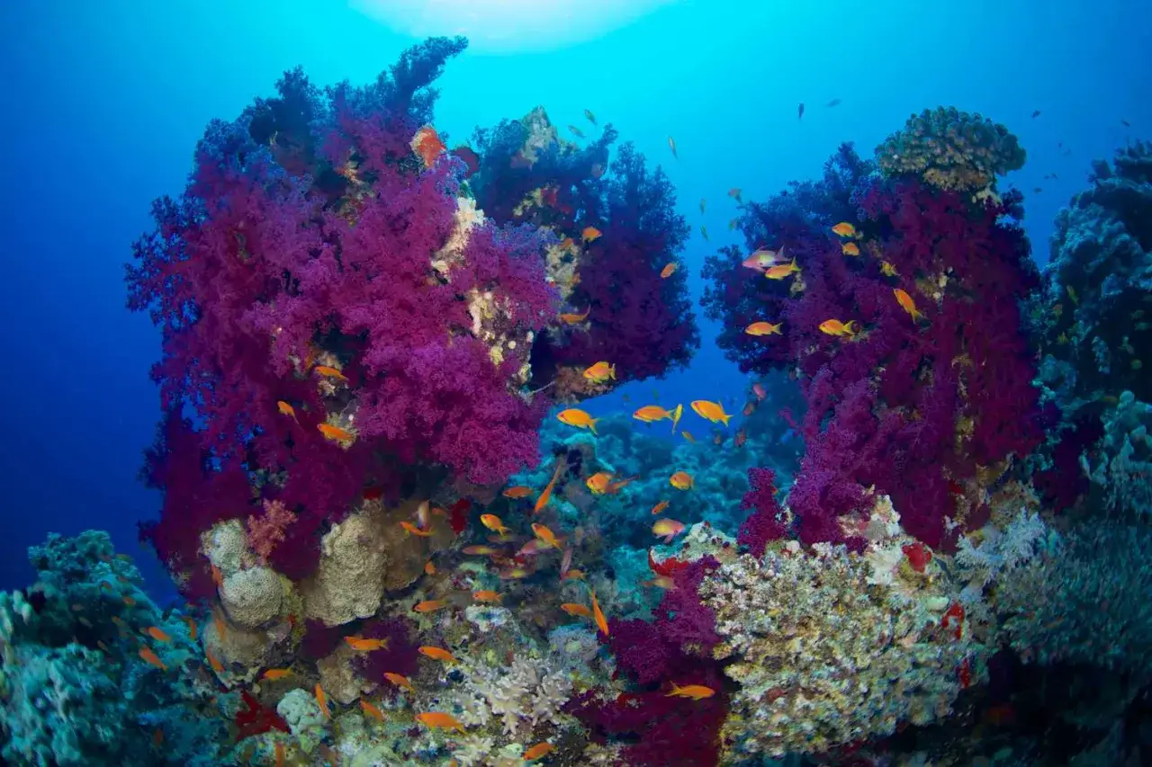 Podwodne kr&oacute;lestwo z fioletowymi koralami i ławicami pomarańczowych ryb. Idealne miejsce do nurkowania, by odkryć piękno oceanu.