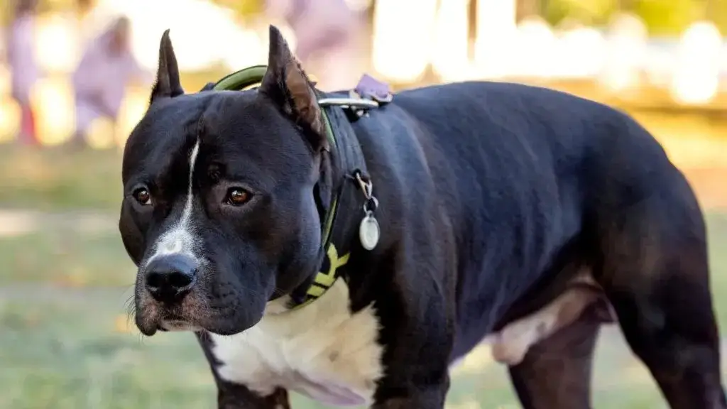 Zdjęcie Jak wytresować amstaffa: skuteczne metody, które zmienią jego zachowanie