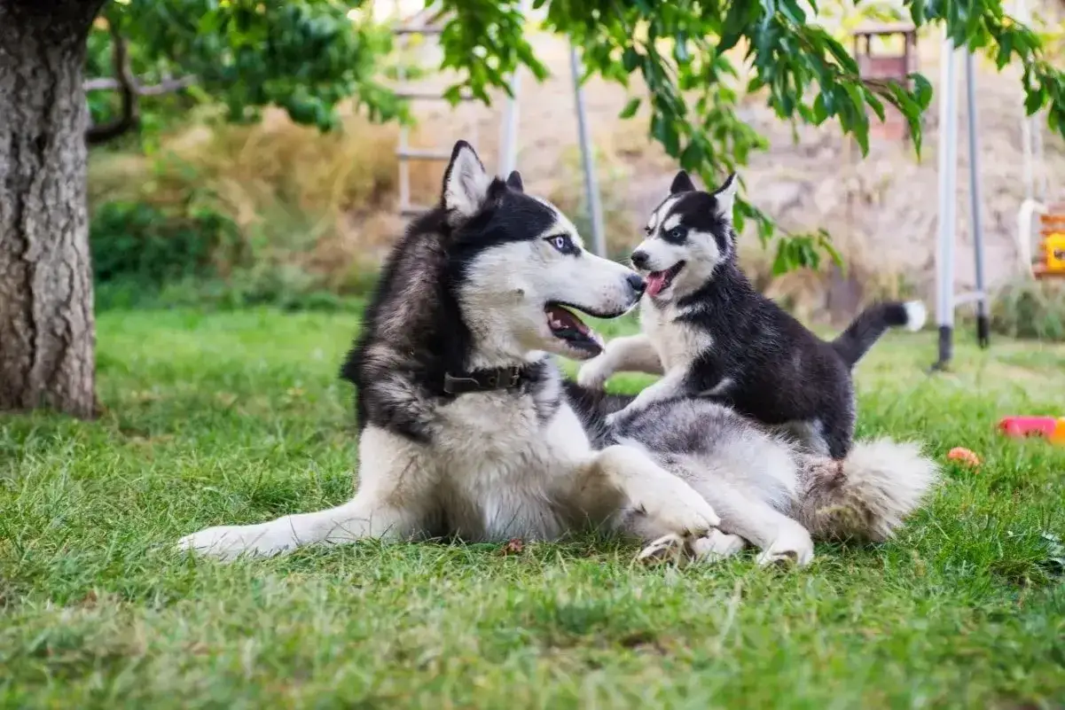 Mama husky z radością wita swojego 7-tygodniowego szczeniaka na trawie.