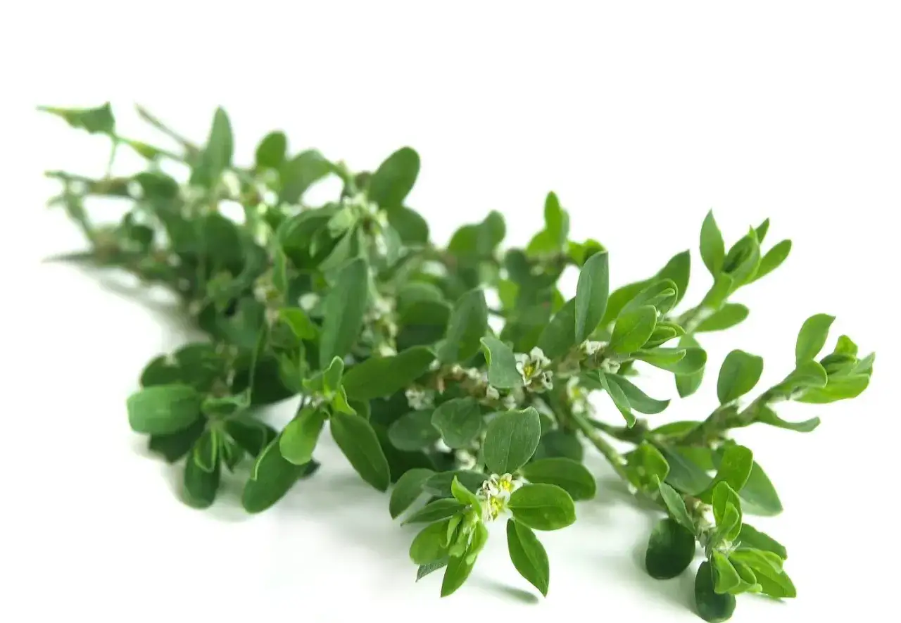 Gałązka rdestu ptasiego z drobnymi białymi kwiatkami i zielonymi listkami, ukazująca, jak wygląda rdest ptasi.