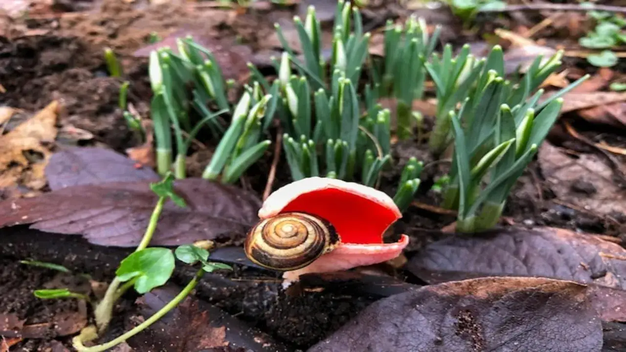 Ślimak w czerwonym kapeluszu grzyba, obok młodych roślin, kt&oacute;re pokazują, jakich roślin nie lubią ślimaki.