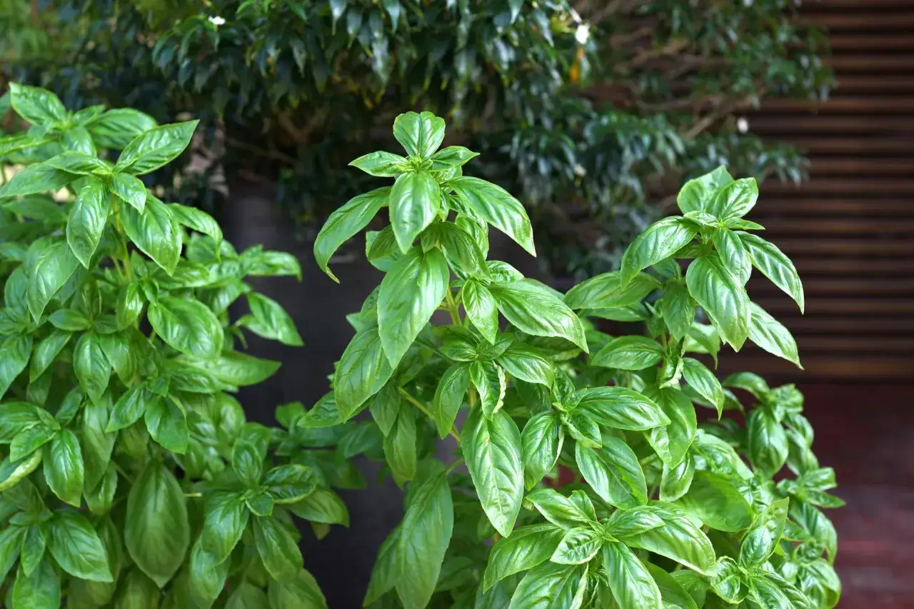 Krzewy bazylii z błyszczącymi, zielonymi liśćmi. Czy bazylia jest wieloletnia? W cieplejszym klimacie tak, w Polsce często uprawiana jako jednoroczna.