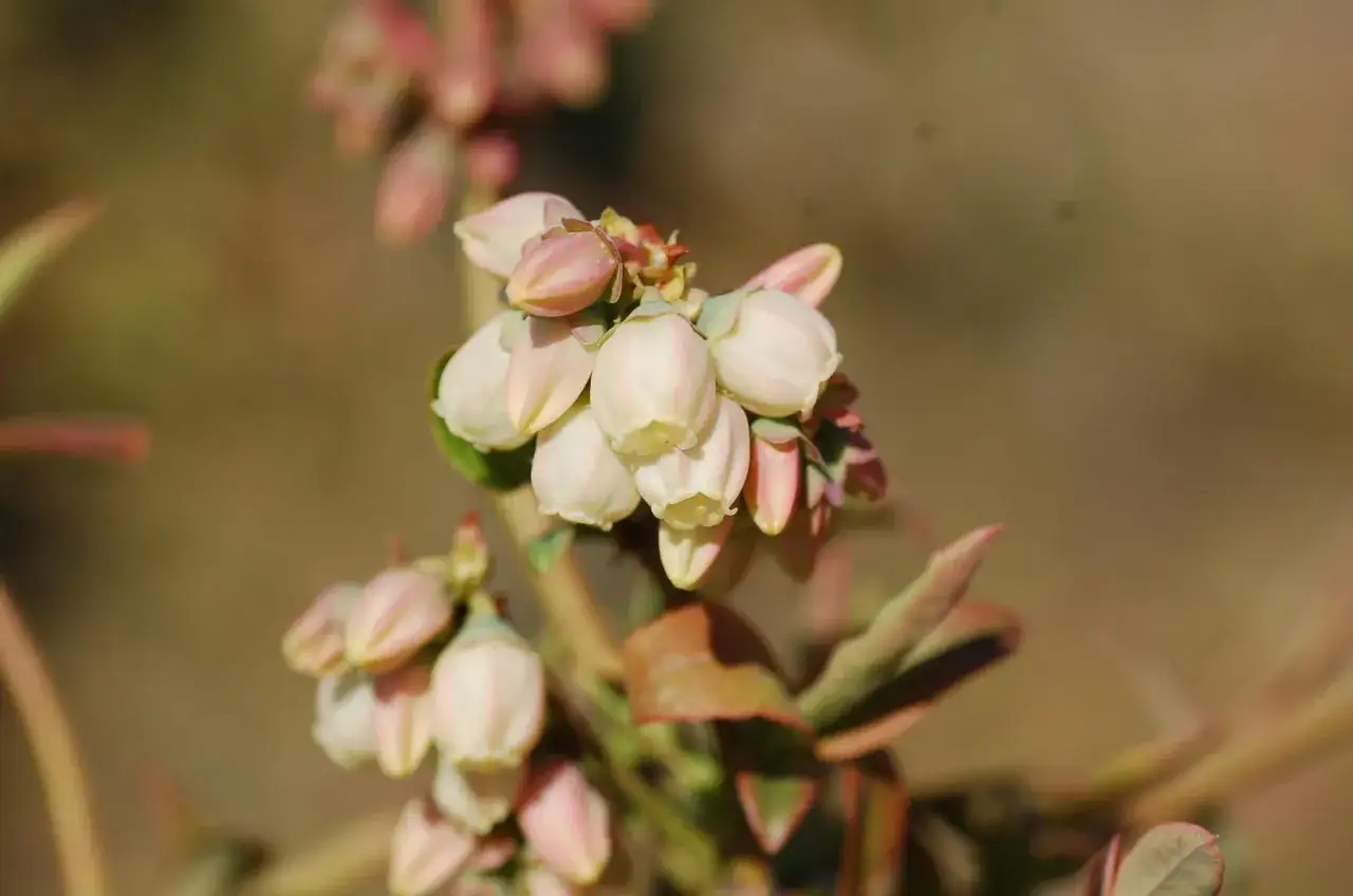 kwiaty borówki amerykańskiej z bliska