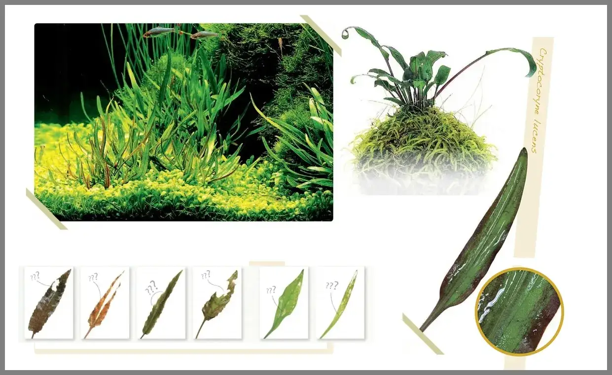 chloroza roślin akwariowych młode liście