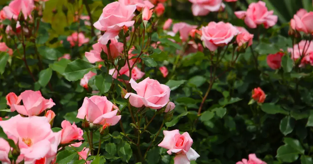 Kiedy sadzić r&oacute;że do gruntu? Wiosna i jesień to idealne pory na sadzenie tych pięknych, r&oacute;żowych kwiat&oacute;w.