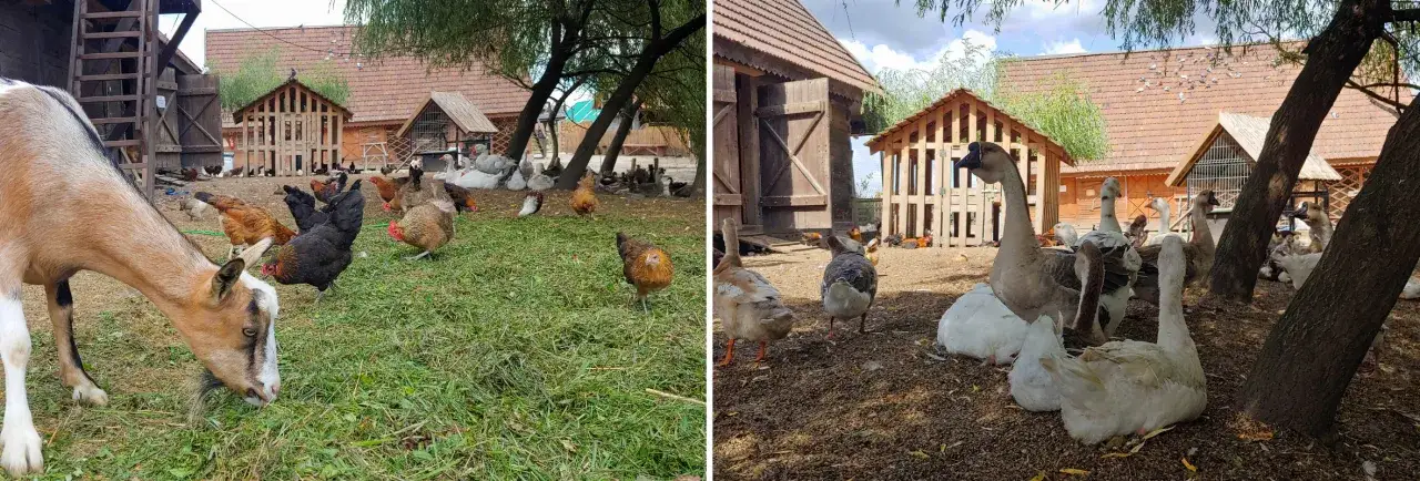 Ziołowy Zakątek Koryciny widok og&oacute;lny