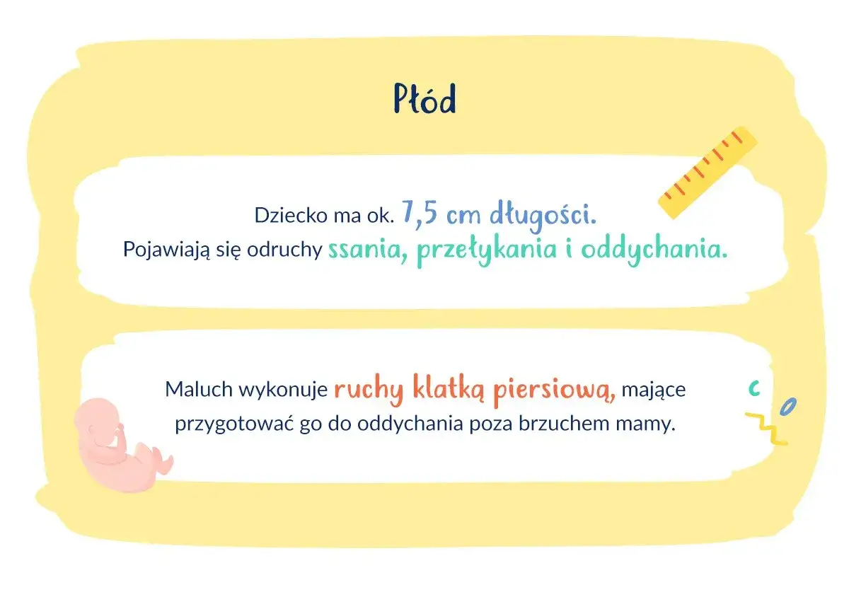 13 tydzień ciąży wielkość dziecka brzoskwinia