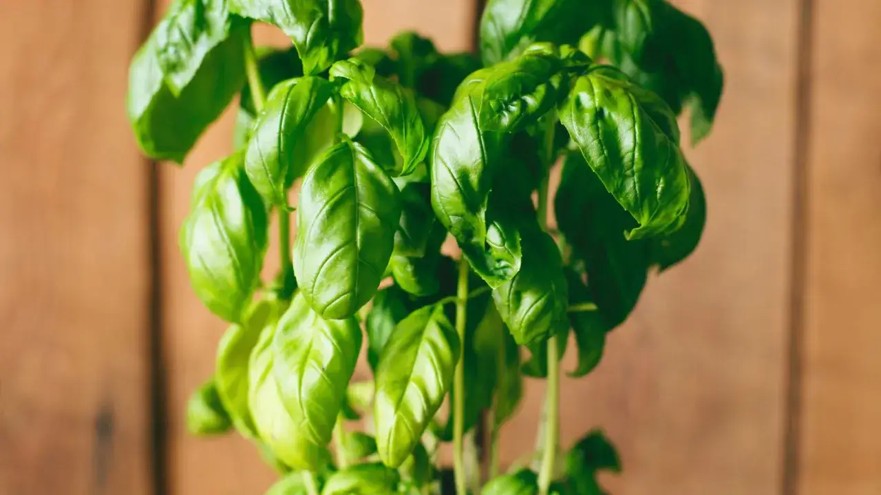 Zielona bazylia na drewnianym tle. Czy bazylia jest wieloletnia? Ta roślina jest jednoroczna, ale jej świeże liście dodają aromatu potrawom.