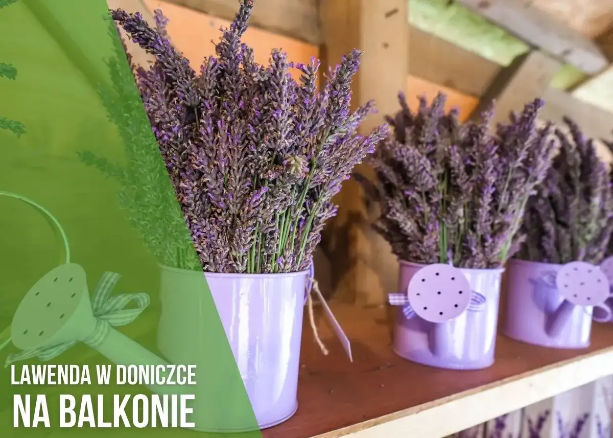 Lawenda w doniczce na balkonie. Pielęgnacja lawendy wymaga odpowiedniej ziemi, która zapewni jej dobre warunki do wzrostu.