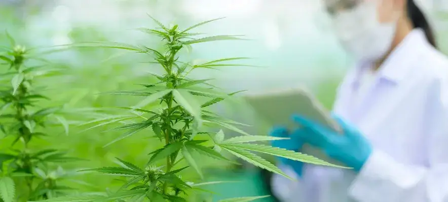 badania naukowe marihuana toksyczność