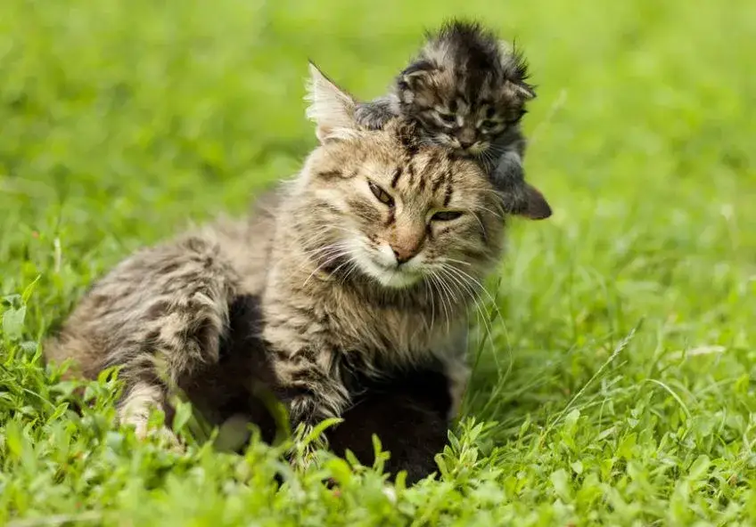 Zdjęcie Czy kotka tęskni za kociętami? Odkryj prawdę o ich emocjach