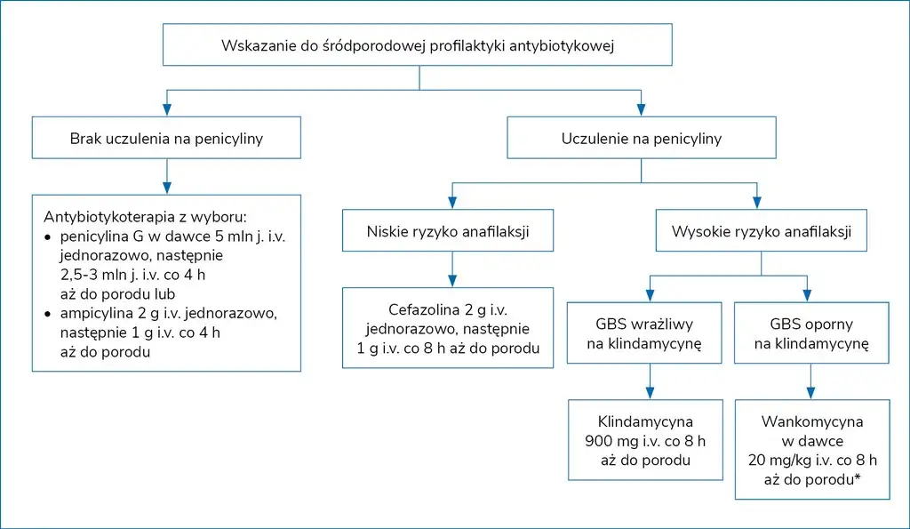 Paciorkowiec GBS schemat bakterii