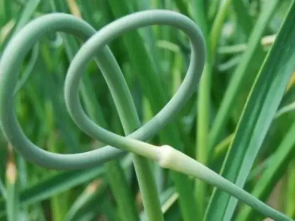 kwitnący czosnek jadalny pęd kwiatostanowy