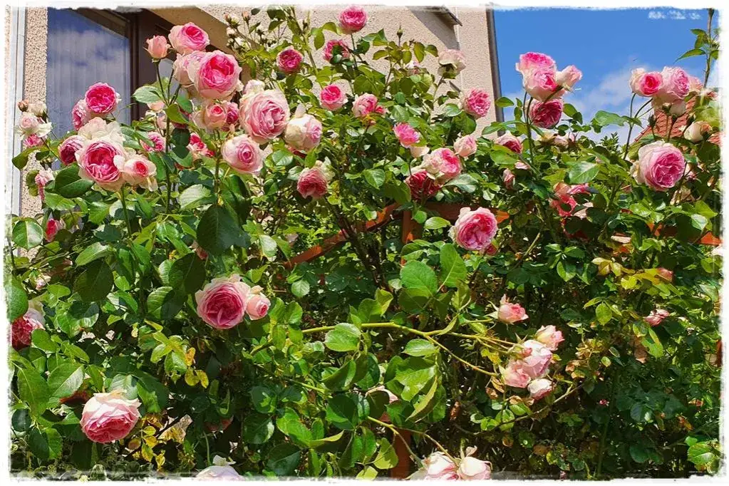 róże parkowe w ogrodzie kwitnące