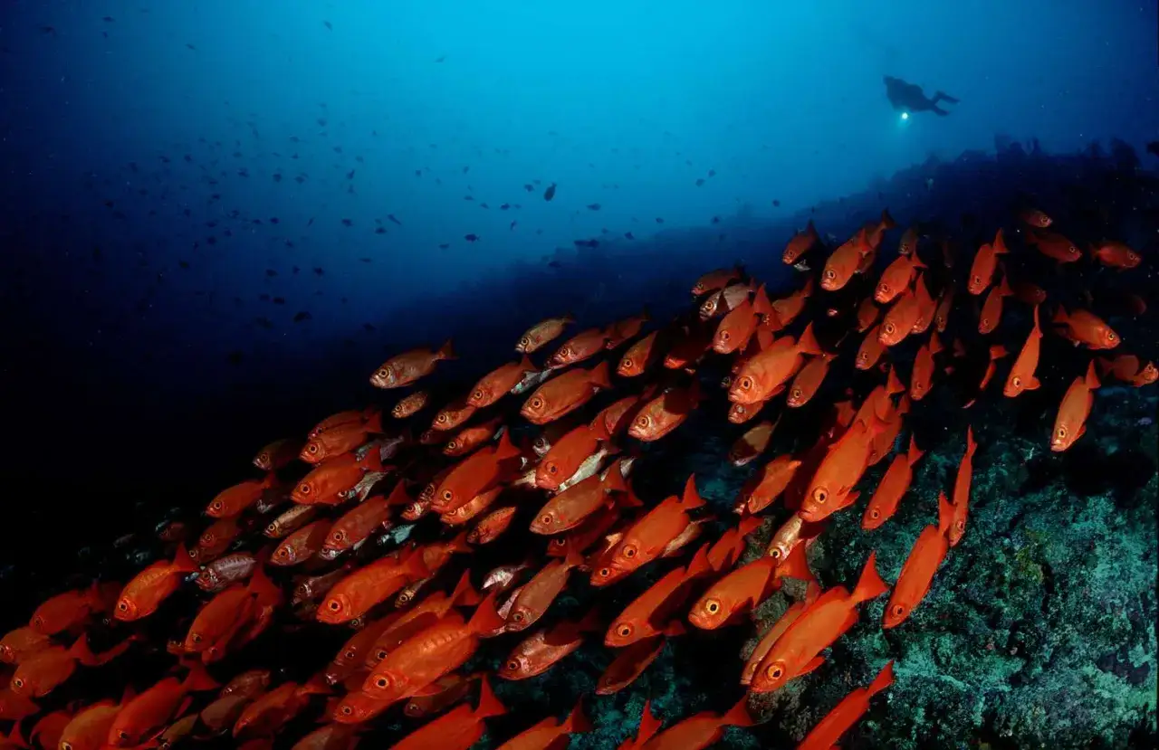 Podwodny świat pełen ławic czerwonych ryb i nurka. To jedno z najlepszych miejsc do nurkowania, gdzie można podziwiać życie morskie.