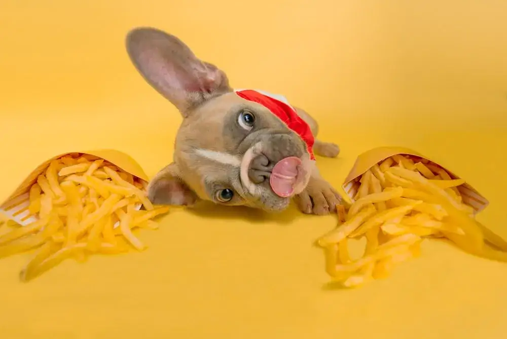 pies wymiotuje po jedzeniu frytek
