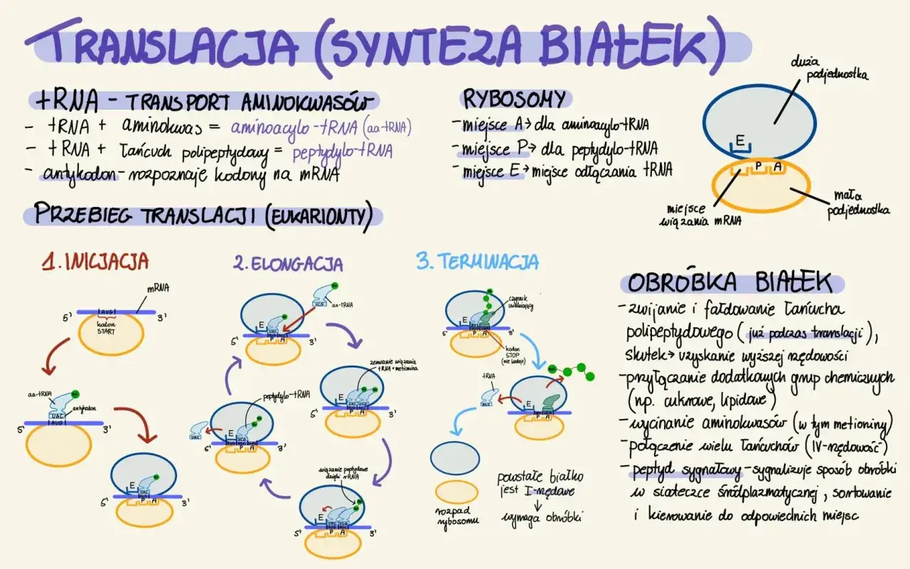 Schemat przedstawia przebieg translacji, czyli syntezy białek, gdzie zachodzi ona w rybosomach.